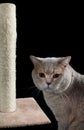 Cat Scratching Post Cutout Royalty Free Stock Photo