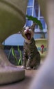 cat screamed cat Royalty Free Stock Photo