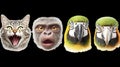 Cat screaming, monkey staring, and two parrots observing, animal meme heads set with transparent background Royalty Free Stock Photo