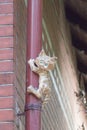 A cat sculpture on a downpipe, Zelenogradsk, Russia