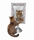 Cat sees tiger in square mirror Royalty Free Stock Photo