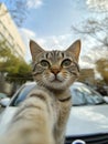 cat selfie, AI generated Royalty Free Stock Photo