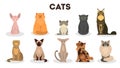 Cat set. Cute funny group of animal of various breed