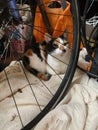 A cat in a shed behind a bicycle Royalty Free Stock Photo