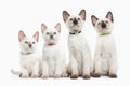 Cat. Several thai kittens on white background Royalty Free Stock Photo