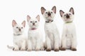 Cat. Several thai kittens on white background