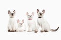 Cat. Several thai kittens on white background Royalty Free Stock Photo