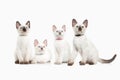 Cat. Several thai kittens on white background