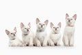 Cat. Several thai kittens on white background