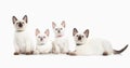 Cat. Several thai kittens on white background Royalty Free Stock Photo