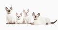 Cat. Several thai kittens on white background