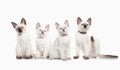 Cat. Several thai kittens on white background