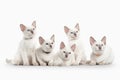 Cat. Several thai kittens on white background