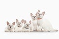 Cat. Several thai kittens on white background