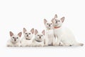 Cat. Several thai kittens on white background Royalty Free Stock Photo