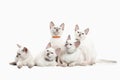 Cat. Several thai kittens on white background