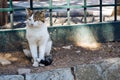 A Cat in the Shade