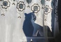 cat shadow on curtain Royalty Free Stock Photo