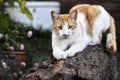 Cat sharpening his nails on wooden logfondo difuso