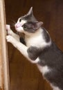Cat sharpens claws on a door