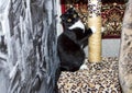 The cat sharpens claws on scratching post