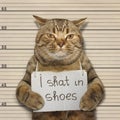 A cat shat in shoes Royalty Free Stock Photo