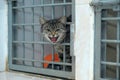 Cat in a shelter, asks to take him home