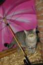 The cat is sheltered from the rain