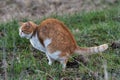 Cat shitting at park