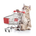 Cat with shopping cart isolated Royalty Free Stock Photo