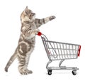 Cat with shopping cart isolated