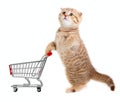 Cat with shopping cart isolated on white Royalty Free Stock Photo