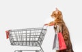 Cat with a shopping cart on a white background Royalty Free Stock Photo