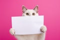 Cat shows a sheet of paper with, standing on a plain pink background