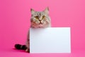 Cat shows a sheet of paper with, standing on a plain pink background