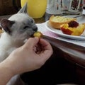 Siamese kiiten eating whole foods healthy cat