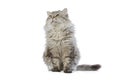 Cat Siberian breed tabby on white background. Royalty Free Stock Photo