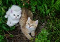 cat siblings Royalty Free Stock Photo