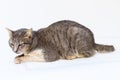 The cat sick as a Feline Calicivirus FCV Royalty Free Stock Photo