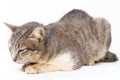 The cat sick as a Feline Calicivirus FCV Royalty Free Stock Photo