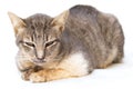 The cat sick as a Feline Calicivirus FCV Royalty Free Stock Photo