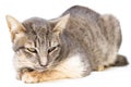 The cat sick as a Feline Calicivirus FCV Royalty Free Stock Photo