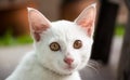 Cat sight Royalty Free Stock Photo