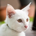 Cat sight Royalty Free Stock Photo