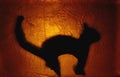 Cat silhouette Royalty Free Stock Photo