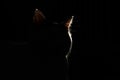 Cat silhouette enlightened by lantern in dark room.