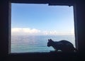 Cat silhouette sitting on windows frame seaside Royalty Free Stock Photo