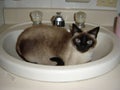 Cat in a sink blueeyed Royalty Free Stock Photo