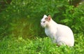 Cat sit in garden Royalty Free Stock Photo