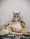 Cat sit like boss